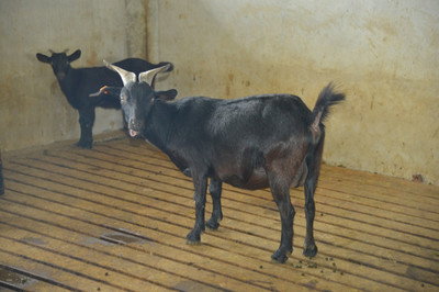 羊圈養殖與家畜飼養的科學管理