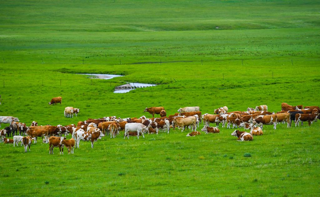 帶薪休牧的內蒙古草原 守護綠色屏障，賦能現代畜牧業